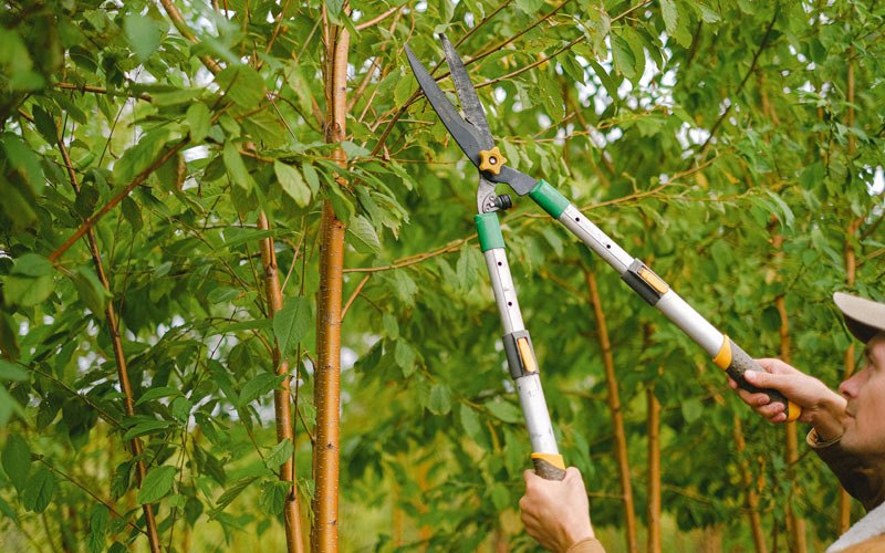 Tree trimming in Lacombe, LA